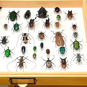 Insekt Coleoptera Blumenkäfer-Random Mixed Unglaubliche Käfer-Großhandelspreise!
