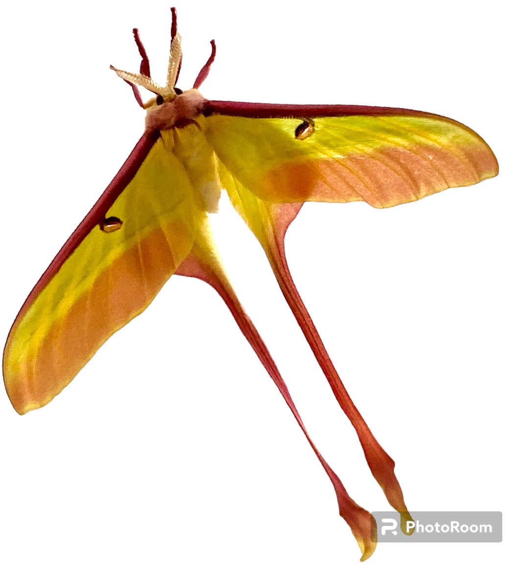 Insect Butterfly Moth Saturniidae Actias Dubernardi-chinese Beauty-male ...