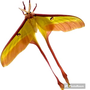 May include: A yellow and pink moth with long, thin, red legs. The moth has a wingspan of about 15 cm.