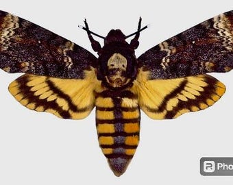 Death&#39;s Head Hawkmoth-Acherontia atropos-A1 Large-Wings Folded-Gothic-1 Specimen-Wings Folded!