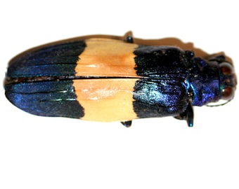 Buprestidae - Calodema Suhandae 40mm+ A1 From W.papua!! - Etsy