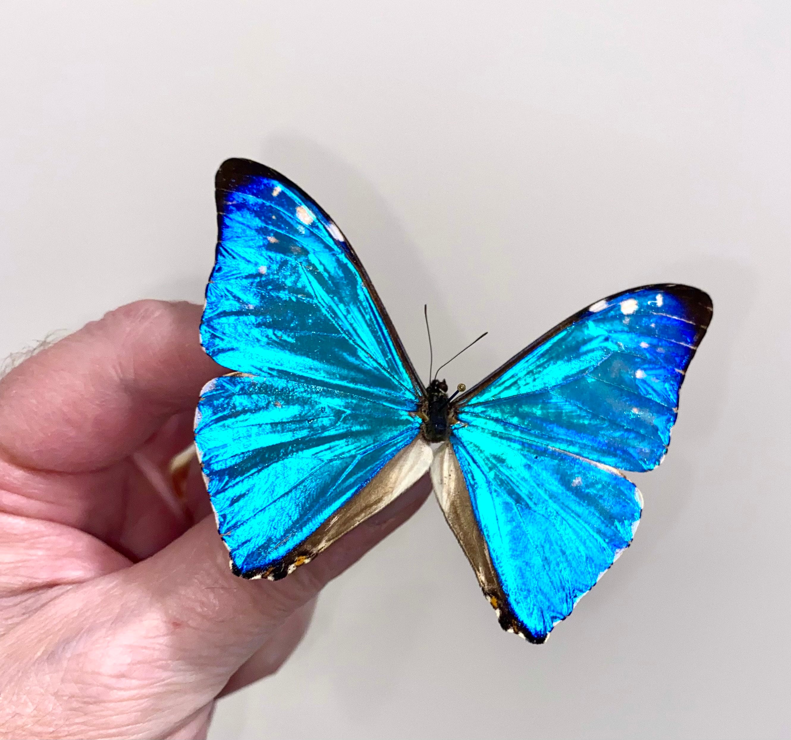 Morpho anaxibia - Etsy 日本