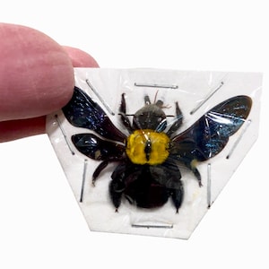 Insect Hymenoptera Bee Xylocopa confusa-Gorgeous Yellow Carpenter Bee-Unmounted and Spread.