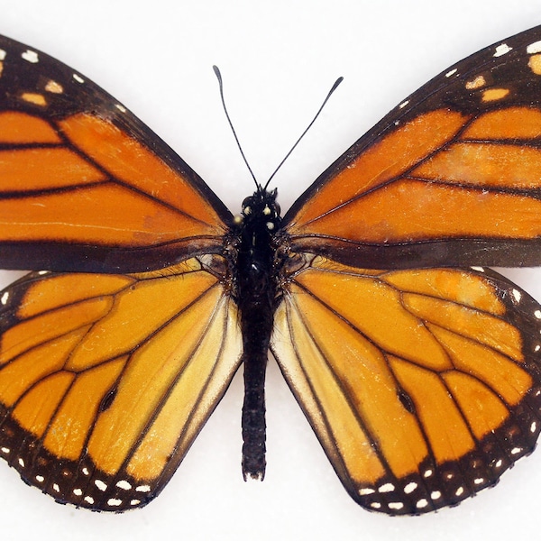 Insect Butterfly Monarch Nymphalidae Danaus plexippus-Famous-1 Specimen-Wings Folded!
