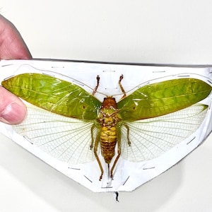 May include: A preserved insect specimen with large, green wings and a brown body, displayed on a white background. The wings are spread, showcasing intricate vein patterns. The insect is held in place with pins.
