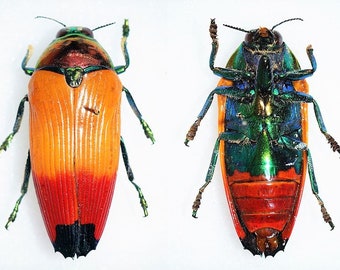 Hoplia Coerulea One Real Metallic Blue Scarab Beetle Unmounted