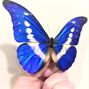 Morpho Helena - Etsy