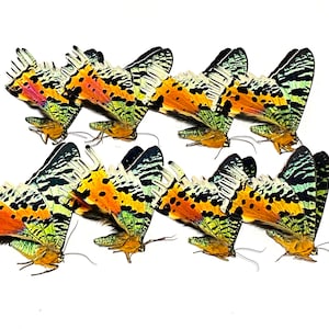 May include: Eight butterflies are arranged against a white backdrop. The wings feature a complex pattern of orange, yellow, green, and black. The butterflies are positioned to highlight their detailed wing designs, creating a visually striking display.