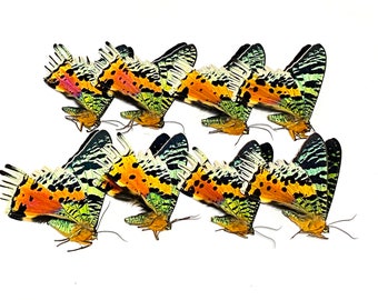 Insect Moth Butterfly Sunset Moth-Urania ripheus-Gorgeous-Wings Folded-Lot of 8!