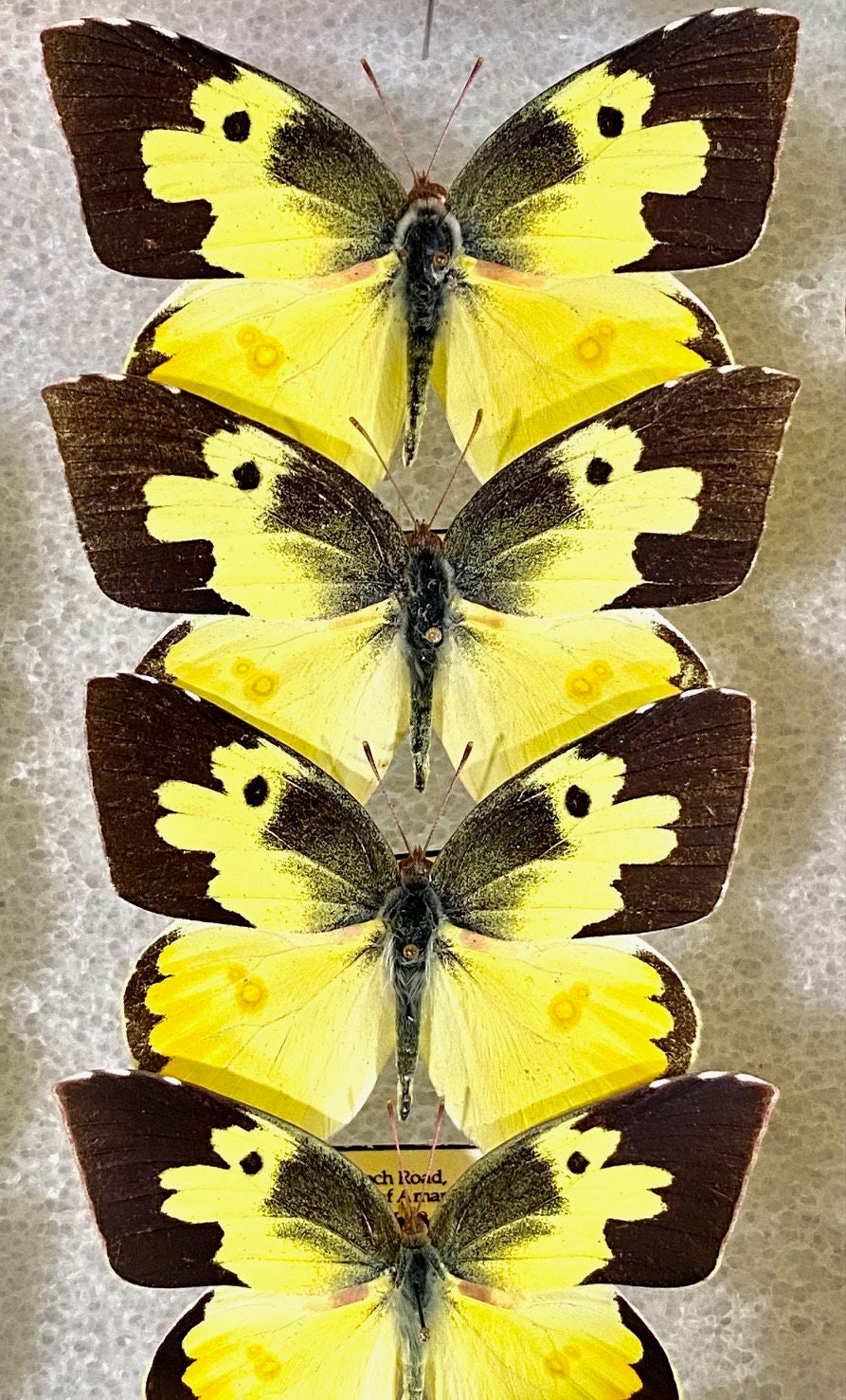 Insect Butterfly Moth Nymphalidae Zerene Cesonia 1 X Real Butterfly ...