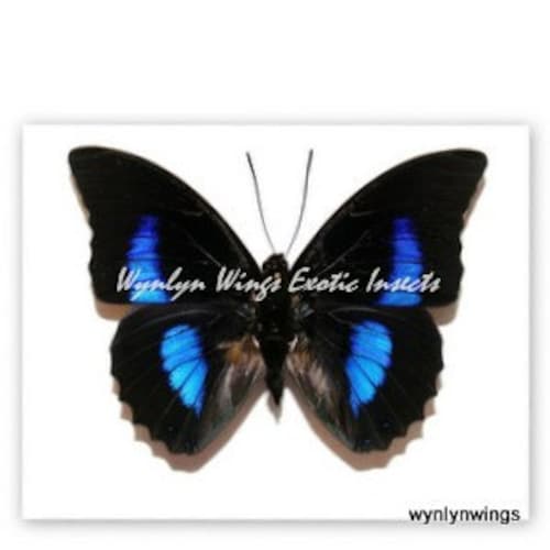 昆虫、蝶、蛾、Actias rhodopneuma - ピンク スピリット モス - 未