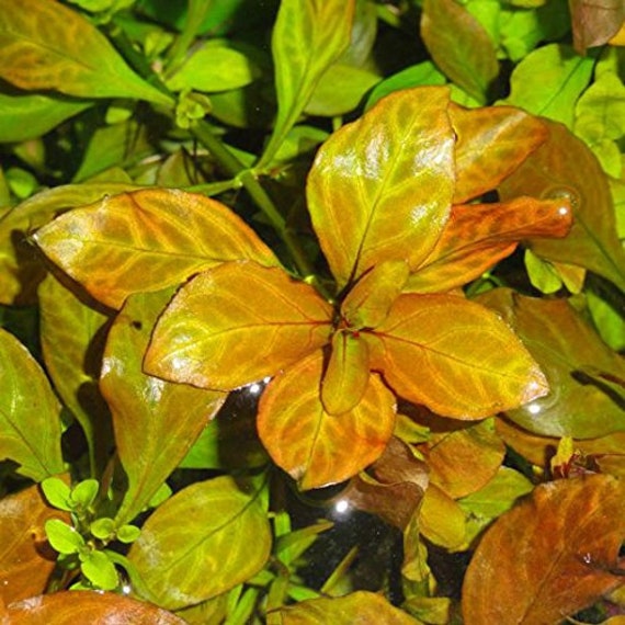 Ludwigia sp. 'Atlantis' x3 Bunch Live aquarium | Etsy