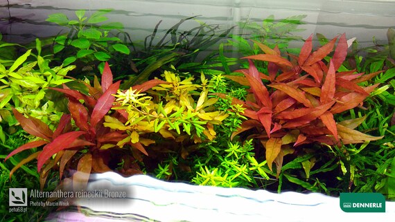 Alternanthera Reineckii Bronze X3 Bunch Live Aquarium Plant Etsy