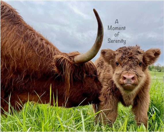 Scottish Highland Cow Calf Pair Photo Download Fluffy Cows