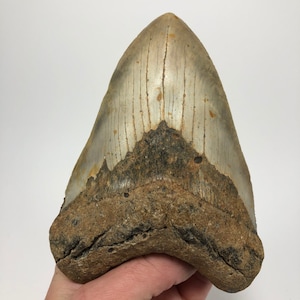 5.78&quot; Nice GEM Real Massive Fossil Megalodon Shark Tooth Ocean Teeth Fish-1lb 0.8 oz **Free Tooth Stand**