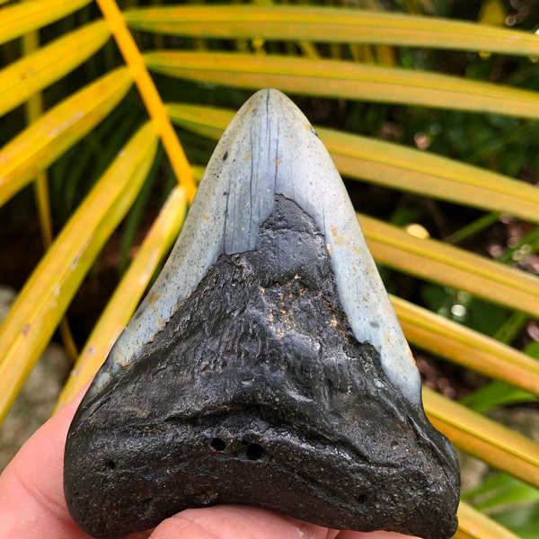 3.41" Fossil Megalodon Shark Tooth Ocean Teeth Dinosaur Fish **Free Tooth Stand**