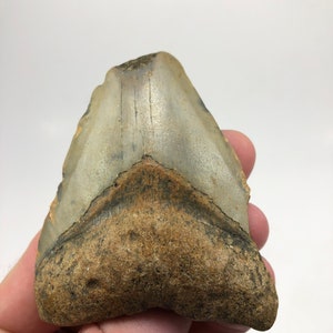 3.22 » Fossil Megalodon Shark Tooth Ocean Teeth Dinosaur Fish-3.4oz**Free Tooth Stand**