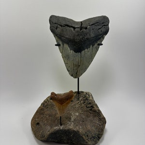 5.75”—1lb XL Fossil Megalodon Shark Tooth Ocean Teeth W/2.06” Chubutensis Fish-”On Fossil Whale Vertebrate Inverted Metal Shark Tooth Stand*