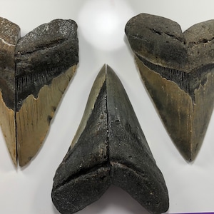 Large XL 5”+ Oversize Fossil Megalodon Shark Tooth Refrigerator Magnet Ocean Teeth Dinosaur Fish-Gift Party Favor