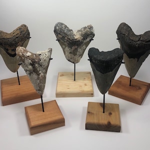Custom Wood Base Megalodon Inverted Metal Shark Tooth Stand—Great Display For Any Fossil Shark Tooth