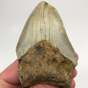3.81 » Fossil Megalodon Shark Tooth Ocean Teeth Dinosaur Fish-3.9oz**Free Tooth Stand**