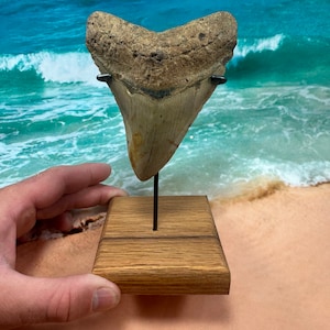 Megalodon tooth for Colette