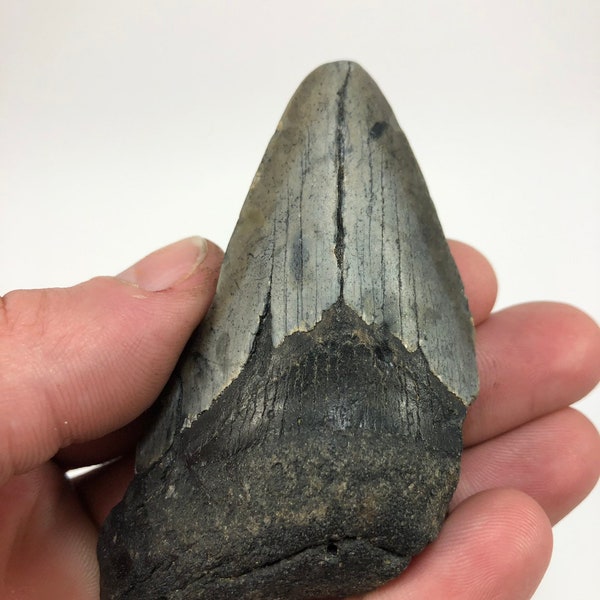 3.61" Real Fossil Megalodon Shark Tooth Ocean Teeth Beach Collectible Art Jewelry-2.8Oz **Free Tooth Stand**