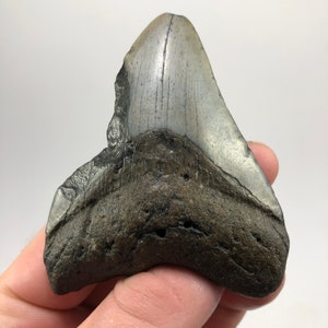 3.32 » Fossil Megalodon Shark Tooth Ocean Teeth Dinosaur Fish-2.7oz**Free Tooth Stand**