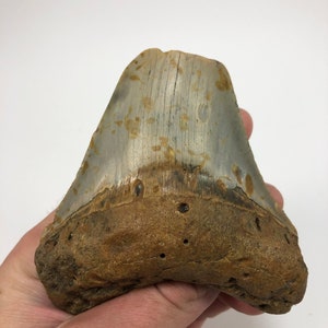 3.86&quot; Fossil Megalodon Bite Broken Colorful Shark Tooth Ocean Teeth Beach Collectible Art Jewelry-5.9Oz **Free Tooth Stand**