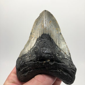 4.98 &quot;Fósil Megalodon Diente de tiburón Dientes de océano Pez-8.1oz **Soporte de diente libre **