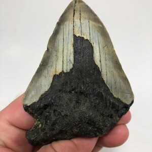 3.63 » Fossil Megalodon Shark Tooth Ocean Teeth Dinosaur Fish-3.7oz**Free Tooth Stand**