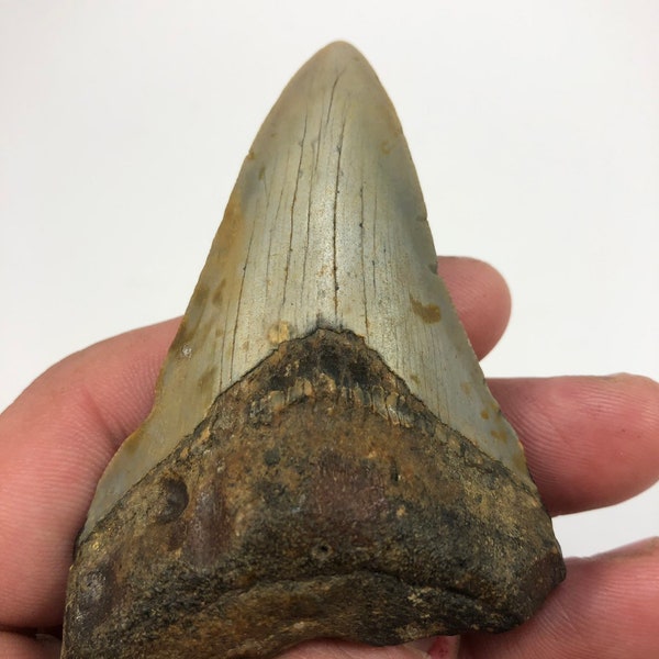 3.31" Fossil Megalodon Shark Tooth Ocean Teeth Beach Collectible Art Jewelry-2Oz **Free Tooth Stand**