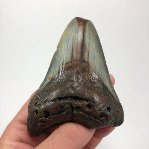 4.42 « Fossile Megalodon Shark Tooth Ocean Teeth Dinosaur Fish-7.2oz ** Support de dent libre **