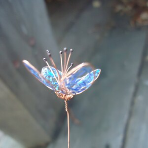 jackson's flower