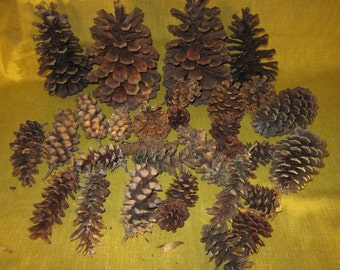 30 assorted pine cones, 2 long needle 7",2  5", 14 long white pine 4",4 fat 3", 8 red pine 2",for Crafts, Christmas wreaths,yule logs, pc5