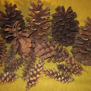 23 assorted pine cones, 4 long needle 7", 2  5", 12 long white 4", 5 red pine 2", for crafts, Christmas wreaths,yule logs,etc,pc8