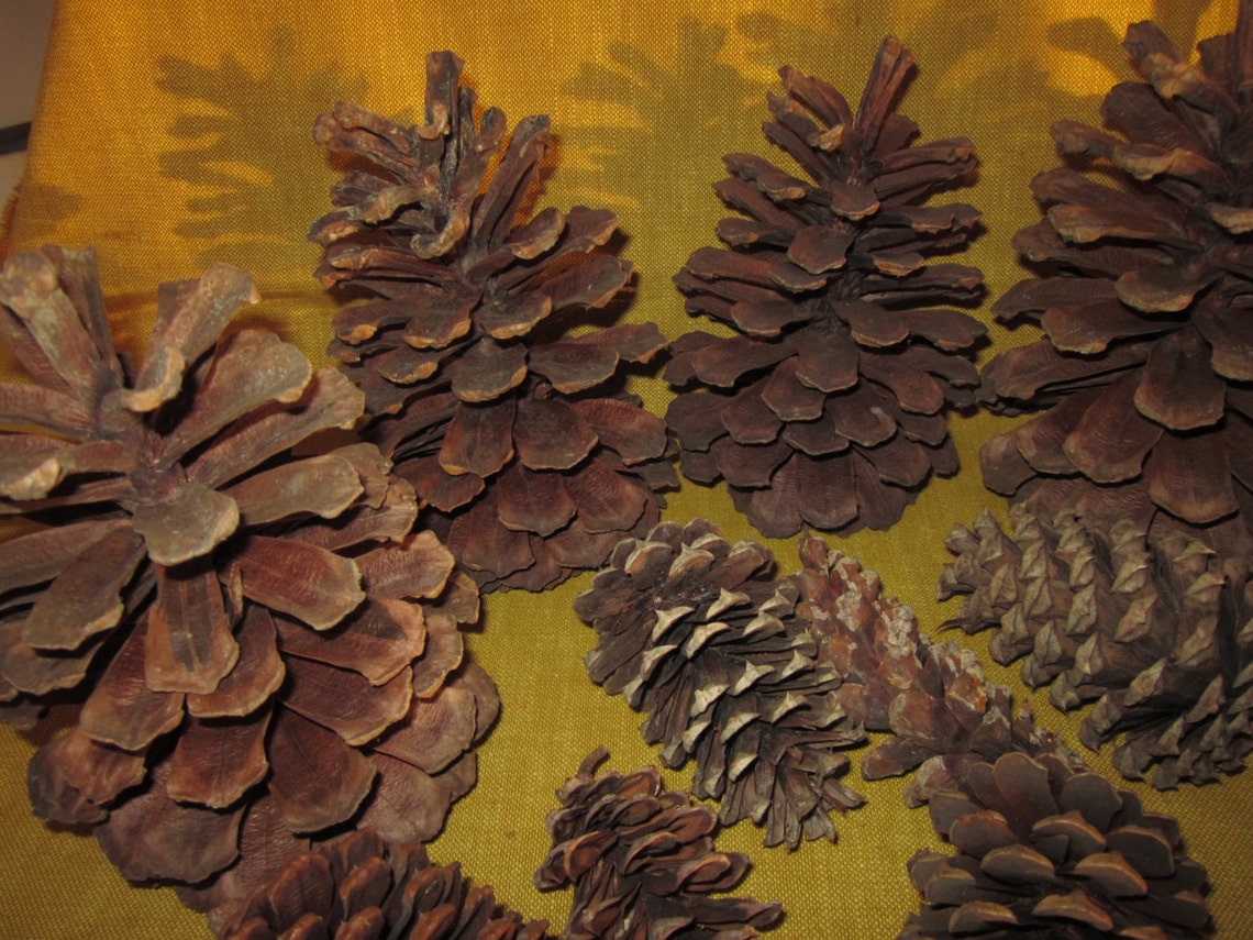 22 Assorted Pine Cones 7 Long Needle 7 5 5 10 Etsy Singapore