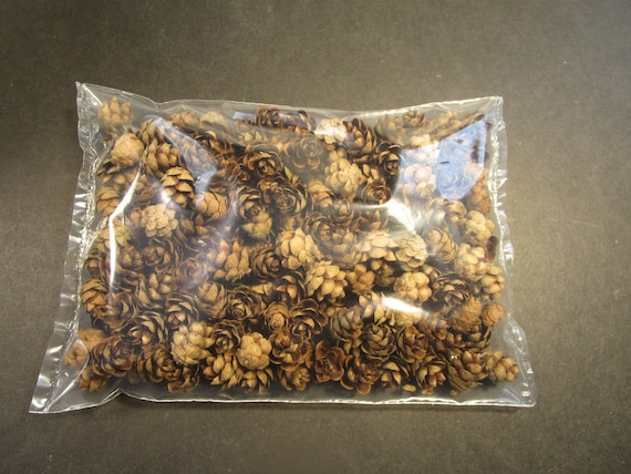 200 Hand Picked 1/2 Tiny Hemlock Pine Cones for - Etsy