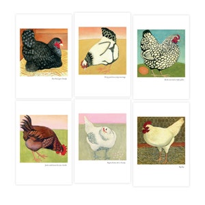 Cartes postales de poulet