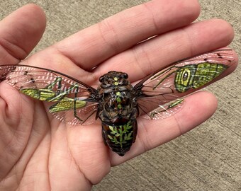 Handpainted cicada-(grasshopper)