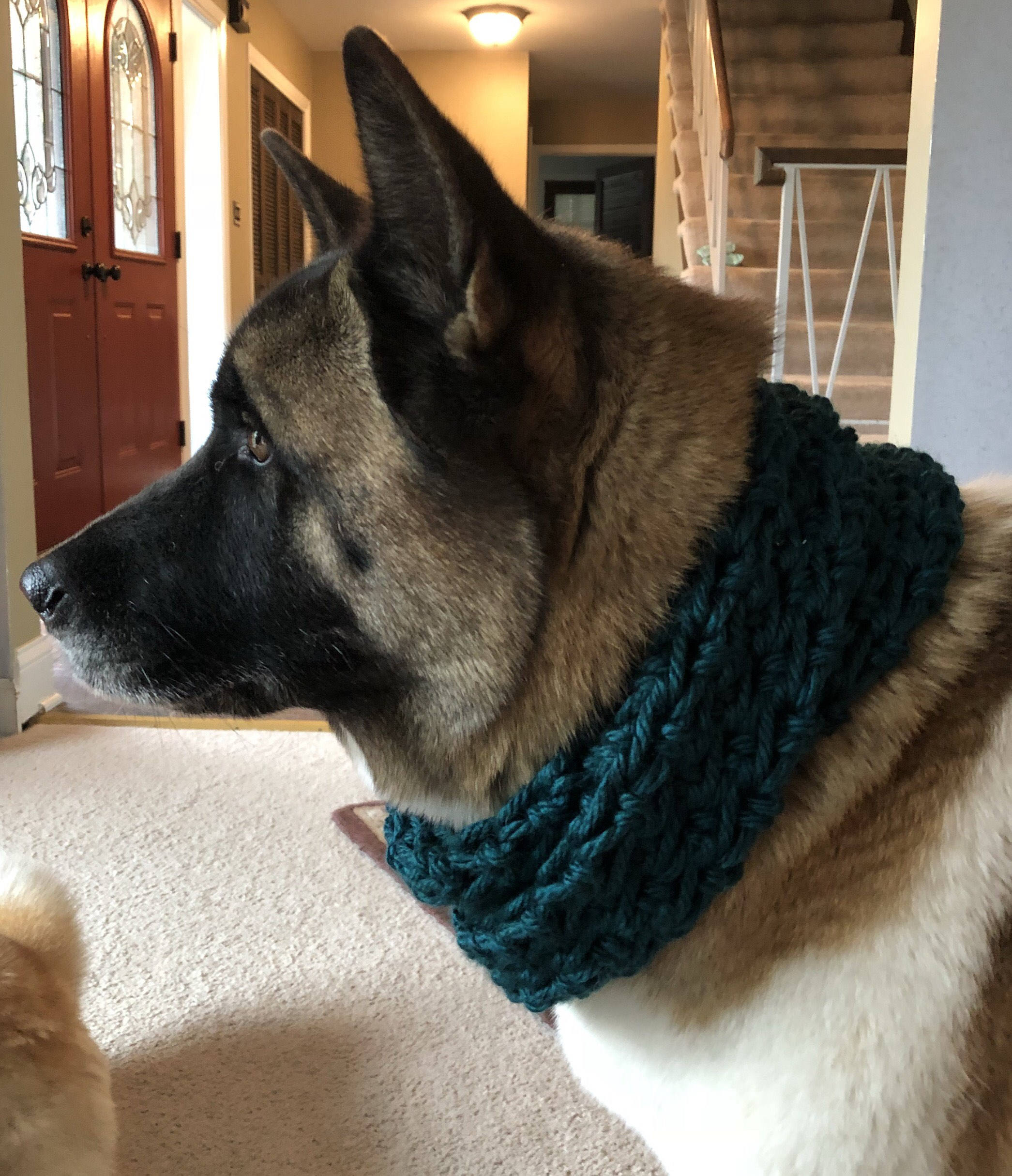 Large Dog Infinity Scarf Burgundy or Green Akita Cowl Etsy