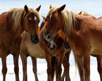 Corolla Wild Horses Beach Print, Outer Banks Coastal Photography