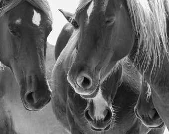 Wild Horses of the Outer Banks   /Corolla North Carolina Coastal Photography, Black and White Portrait, OBX Beach Decor, Wild Horse Print