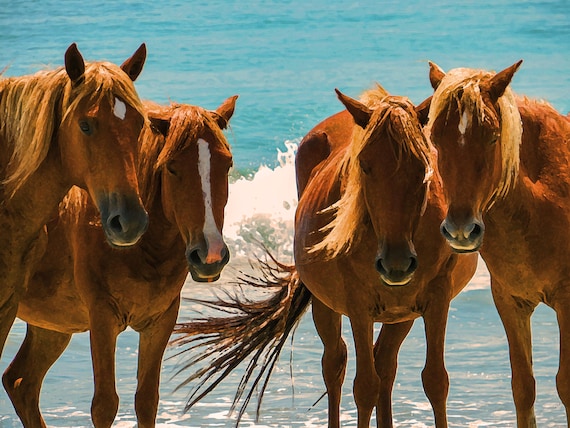 All Wild Horse Islands codes to claim free cosmetic items