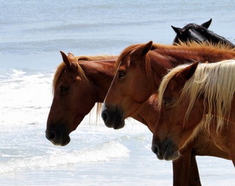 Outer Banks Wild Horses Print, Corolla North Carolina Beach Photography