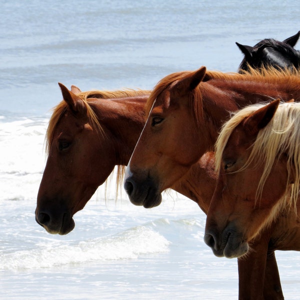 Wild Horses of the Outer Banks, Corolla North Carolina Beach Photography, Herd by the Water, Salty waves, Pictures of animals Ocean, Free