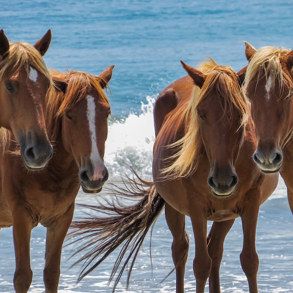 Wild Wild Horses of Corolla - Outer Banks Wild Horse Print Photography, North Carolina Beach Decor, Coastal Carolina, OBX, Salt Life, Nature