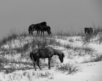 Outer Banks Corolla Wild Horses Print, North Carolina Coastal Photography