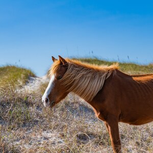 Shackleford Banks Wild Beauty - Outer Banks Wild Horses, North Carolina Coastal Photography, Beach Art, Ocean Decor, Crystal Coast, Free