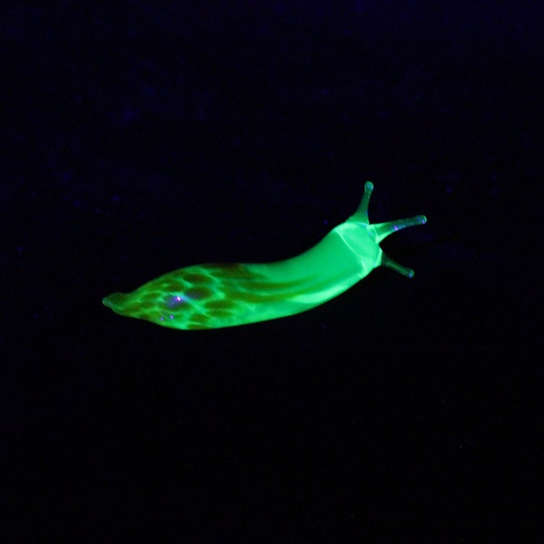 Uranium Glass Spotted Slug glass sculpture - Glass UV Spotted SLUG - lampwork Vaseline Glass Snail - Glass Slug sculpture